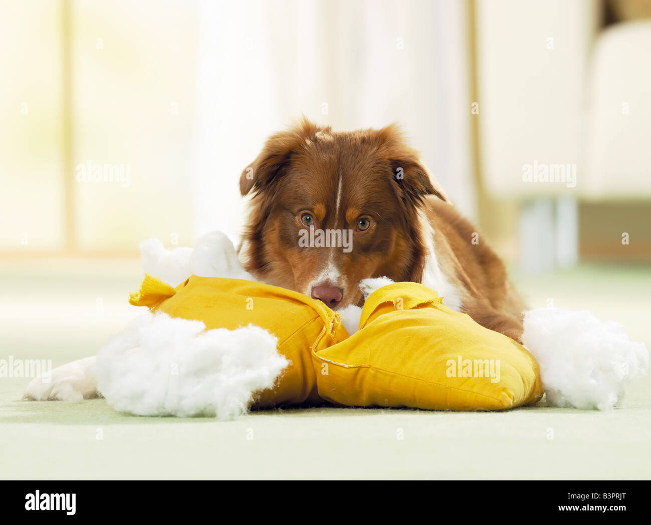 bad habit Australian Shepherd tearing up a pillow Stock Photo Alamy