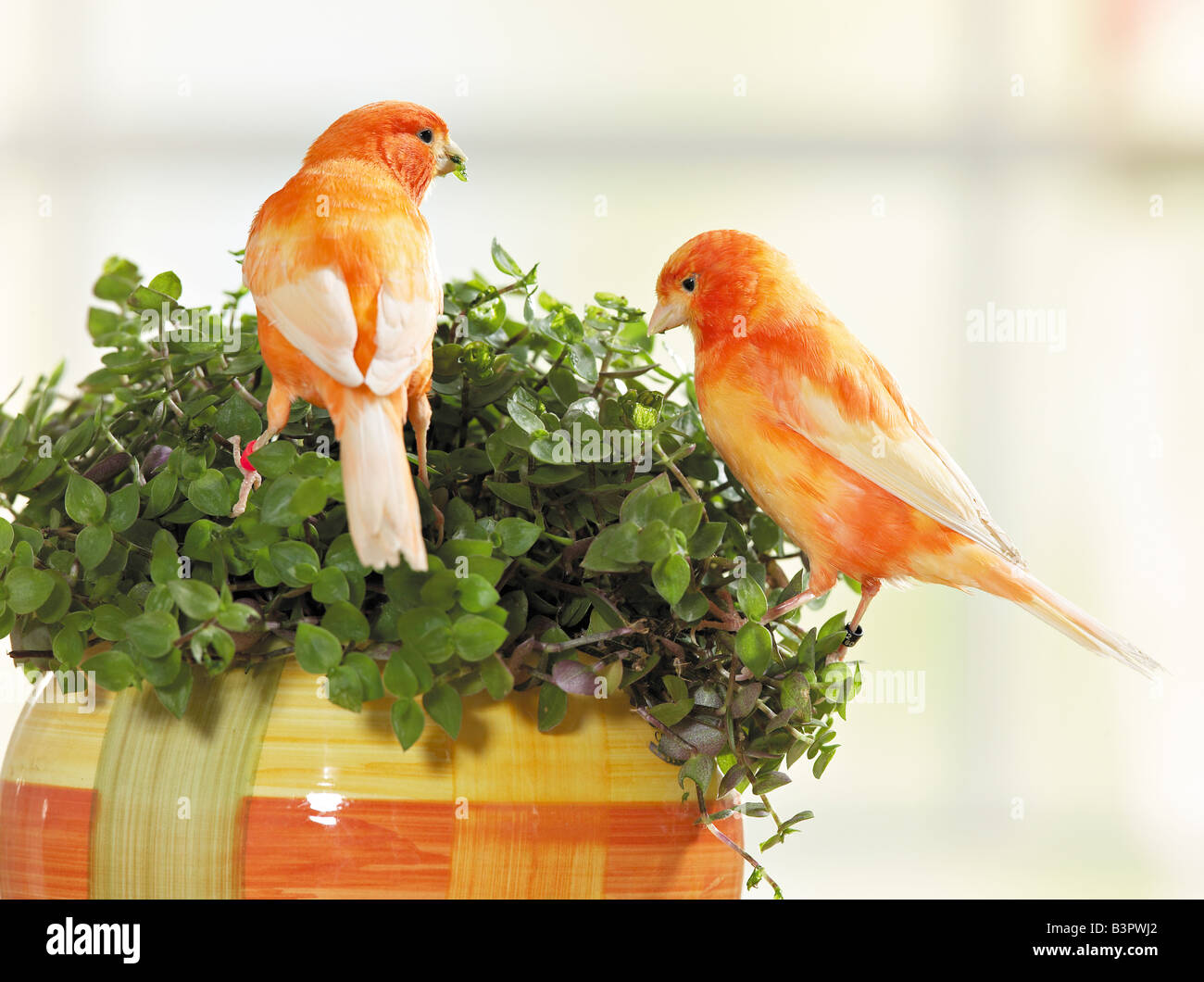 canaries - at golliwoog / Stock Photo