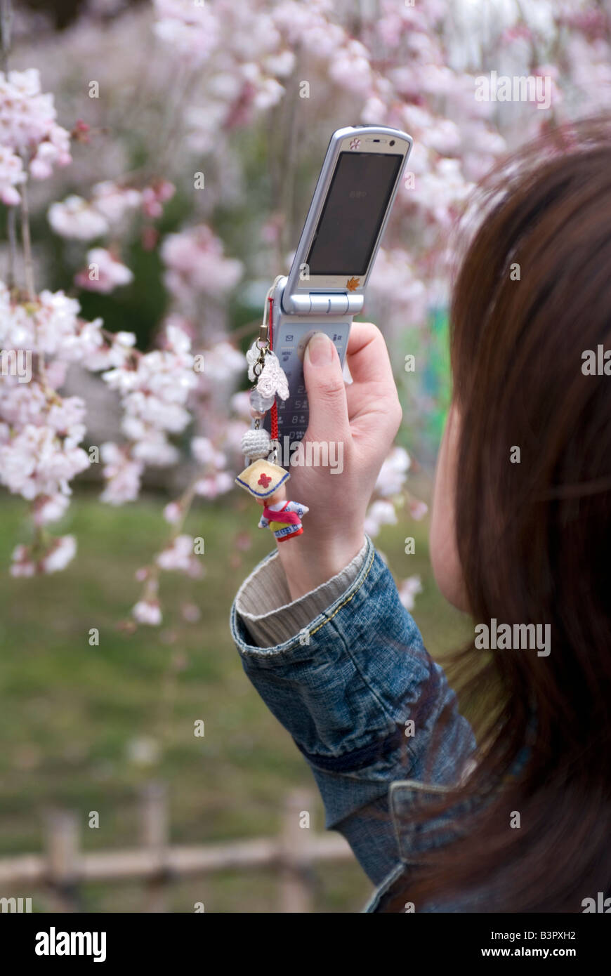 Girl using a mobile phone camera to photograph cherry blossoms at Maruyama Park in Kyoto Stock Photo