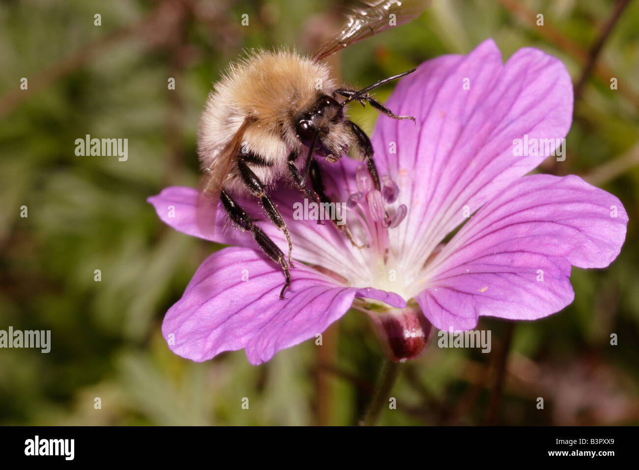 Common carder bumble bee Bombus pascuorum taking off from a garden geranium UK Stock Photo