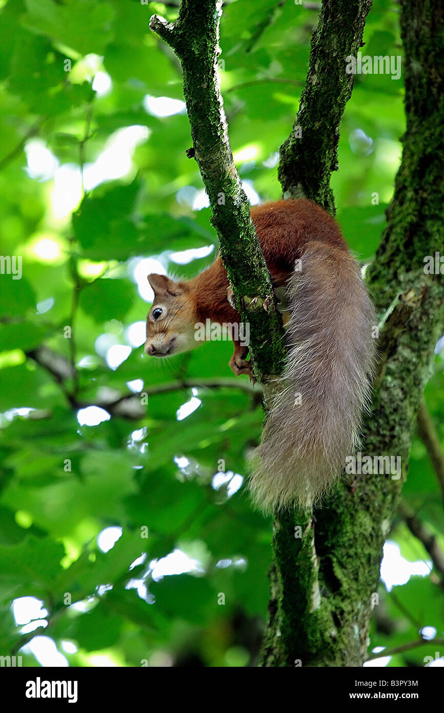 Red Squirrel. Stock Photo