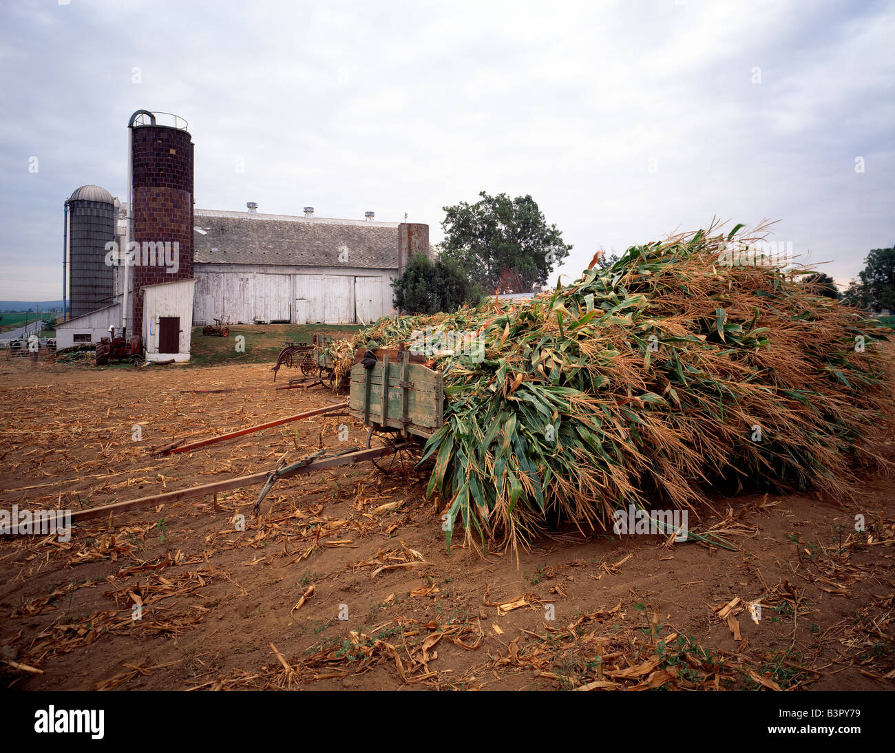 Wagon loaded with freshly harvested corn, Amish farm in Lancaster ...