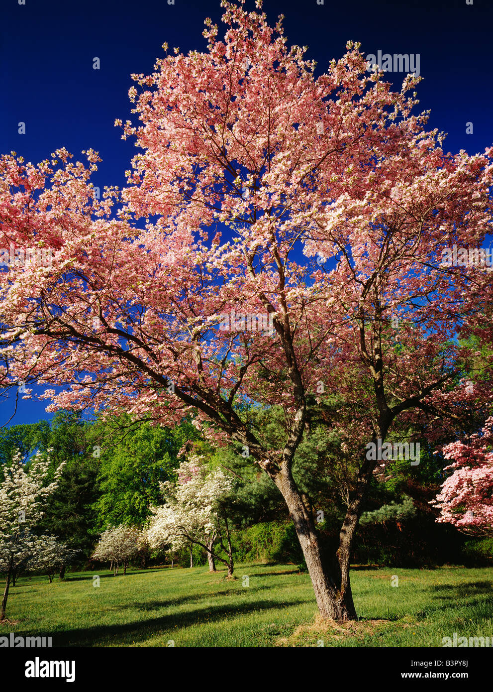 DOGWOODS IN SPRING BLOOM ON MOUNT JOY, VALLEY FORGE NATIONAL HISTORIC PARK, VALLEY FORGE, PENNSYLVANIA, USA Stock Photo