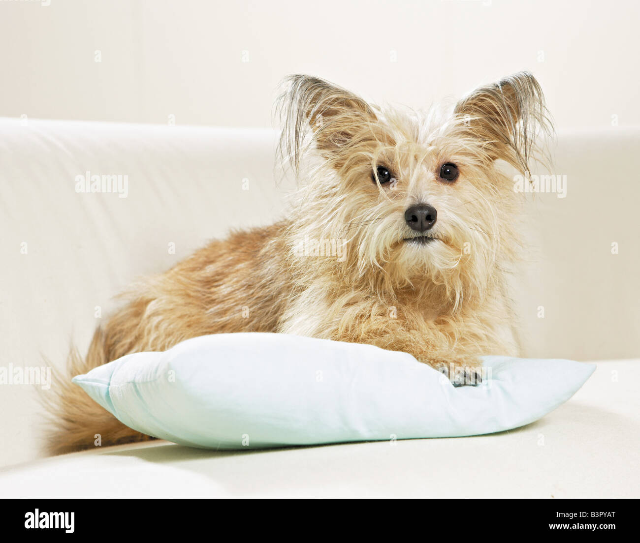half breed dog - lying on couch Stock Photo