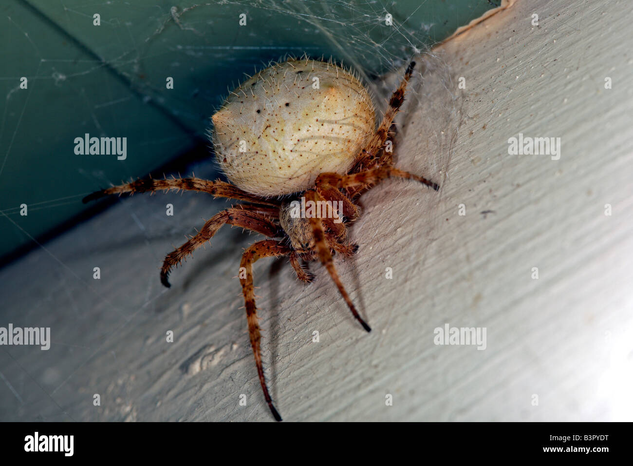 Female Garden Spider Eriophora Transmarinas Formerly Araneus