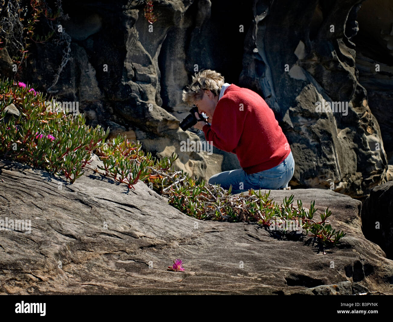 Woman in red jumper photographing wildflowers on the coast Stock Photo