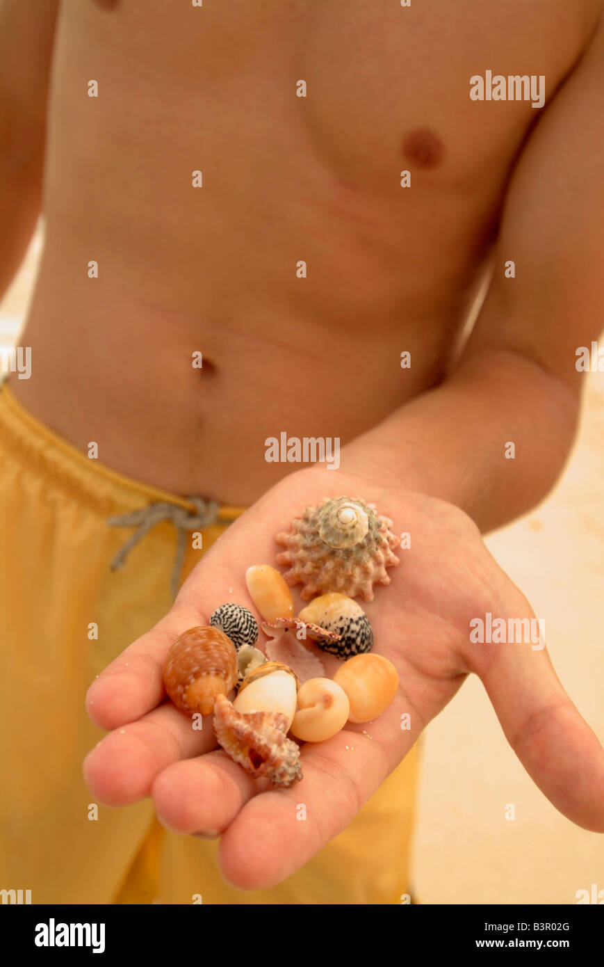 Tobago Cays Grenadines shell collecting A handful of shells from along the beaches of Petit Tabac Stock Photo