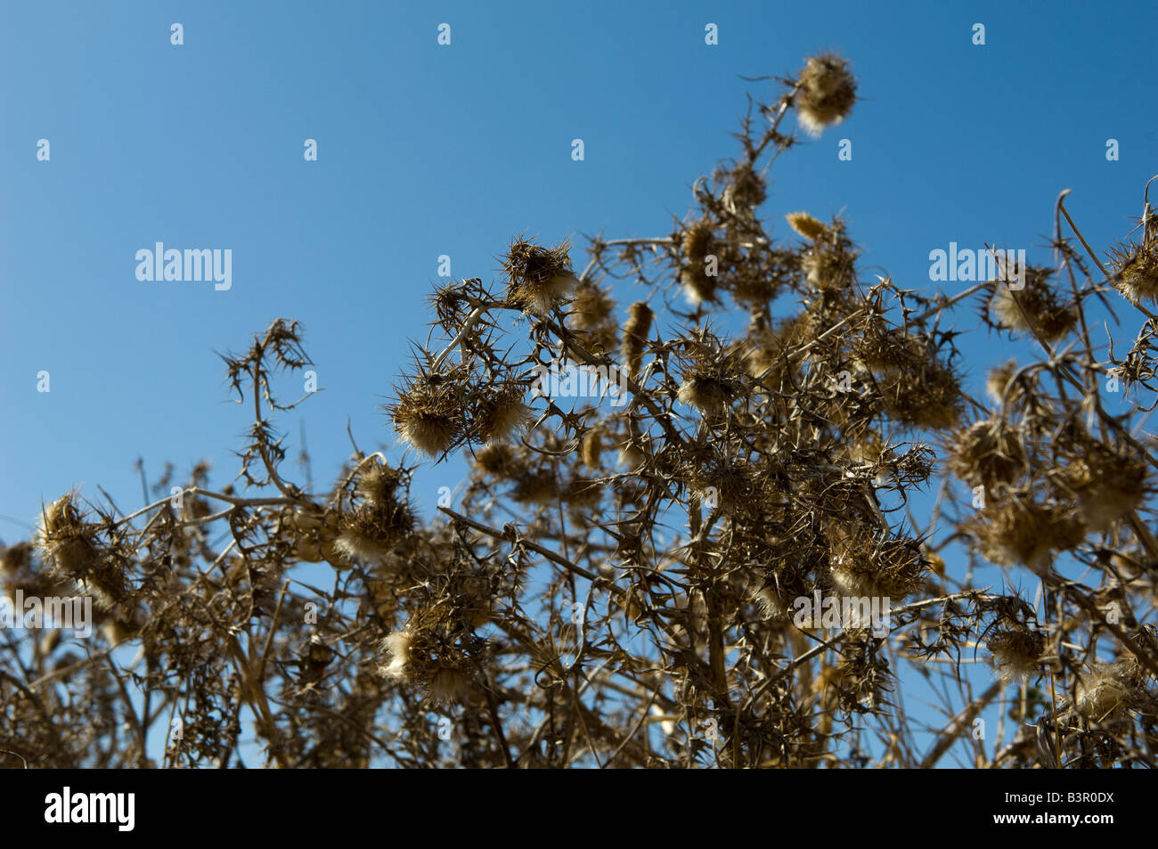 thistle heads and weeds blue sky Stock Photo