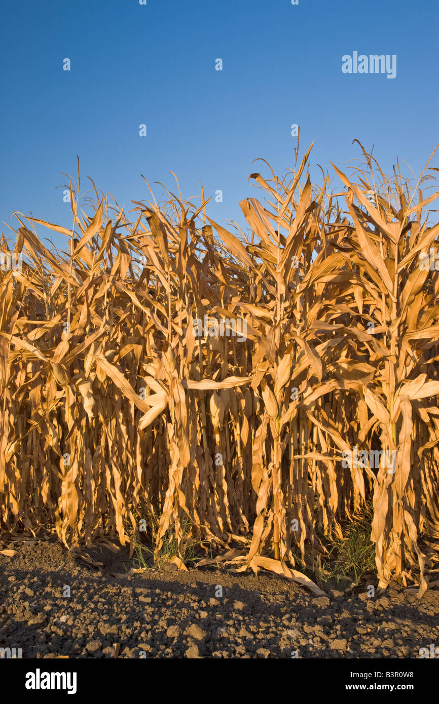 Mature dry corn stalks in field. Stock Photo