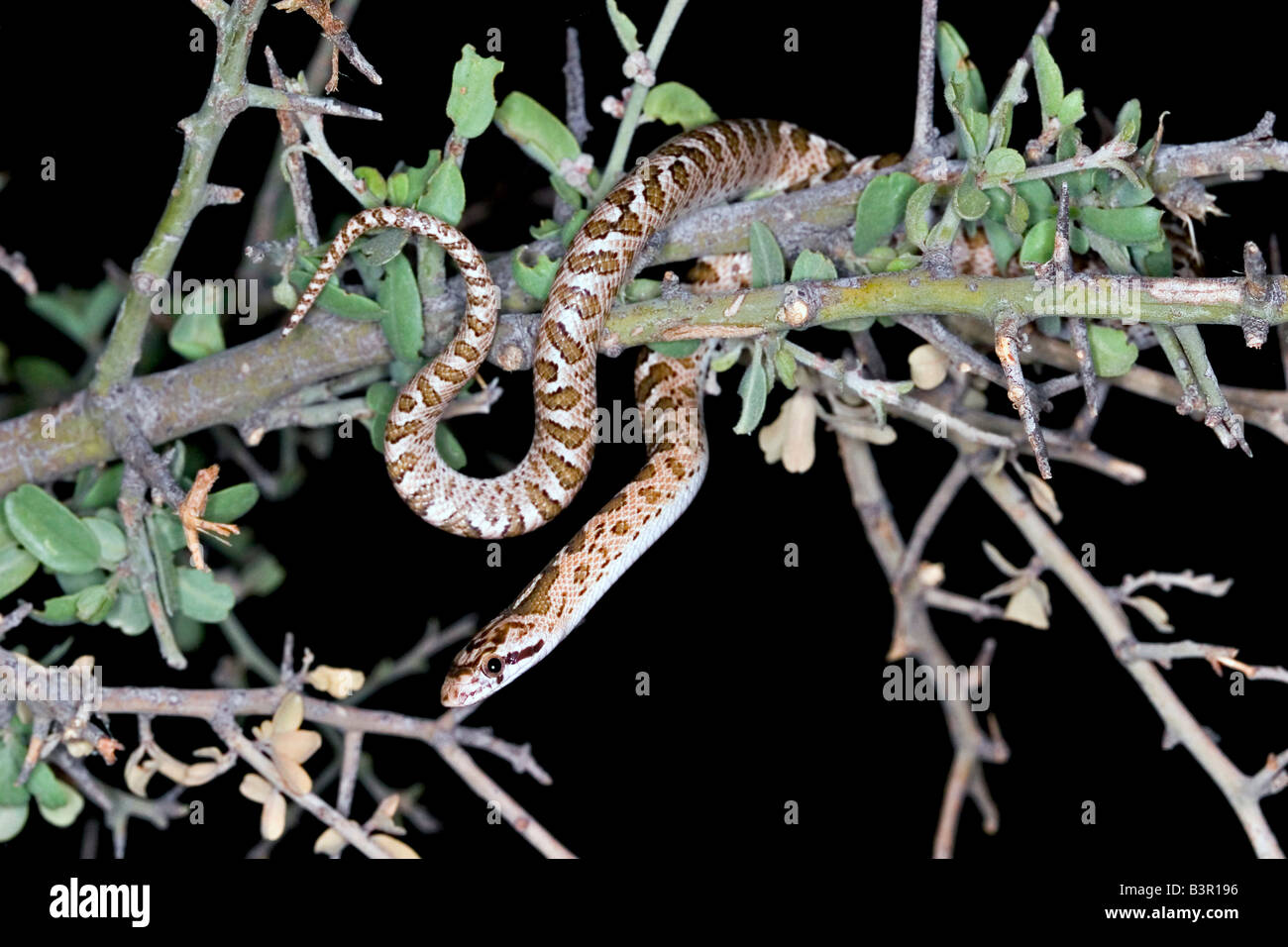 Arizona Glossy Snake, Arizona elegans, Tucson Arizona United States 15 May Adult Colubridae Stock Photo