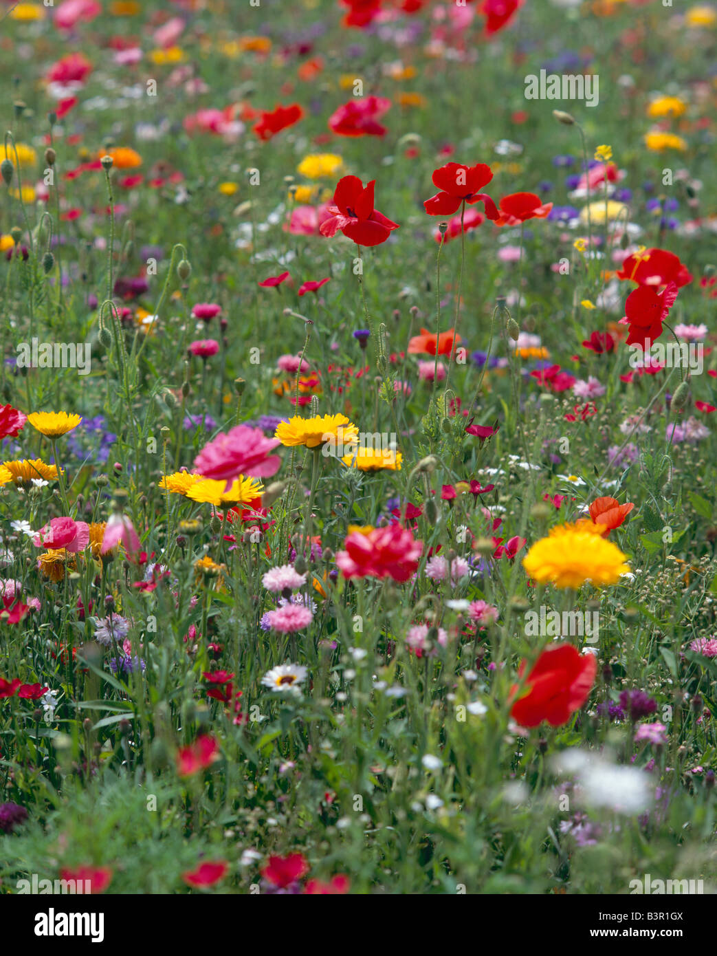 Wild flowers of france hi-res stock photography and images - Alamy