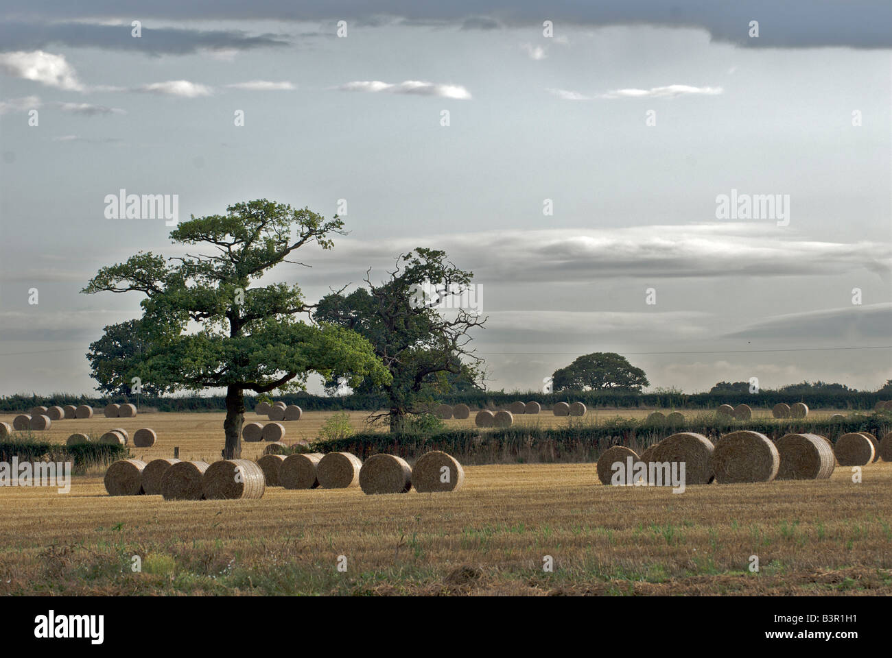 Harvest crops on the Tatton estate in Knutsford, Cheshire Stock Photo