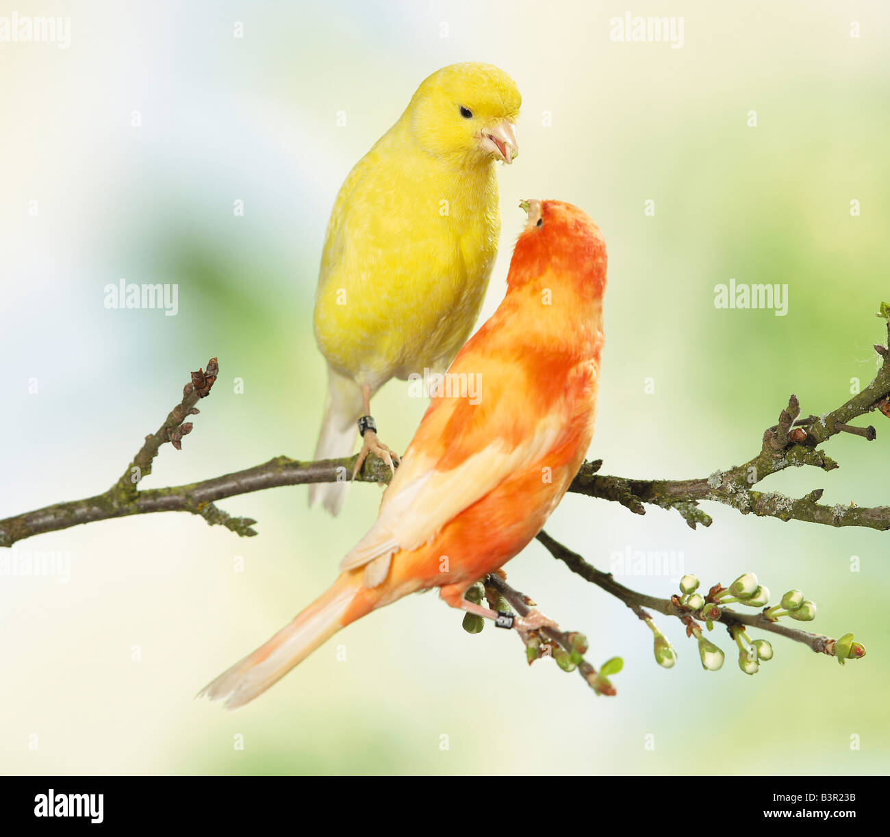 two canaries - sitting on branch / Stock Photo