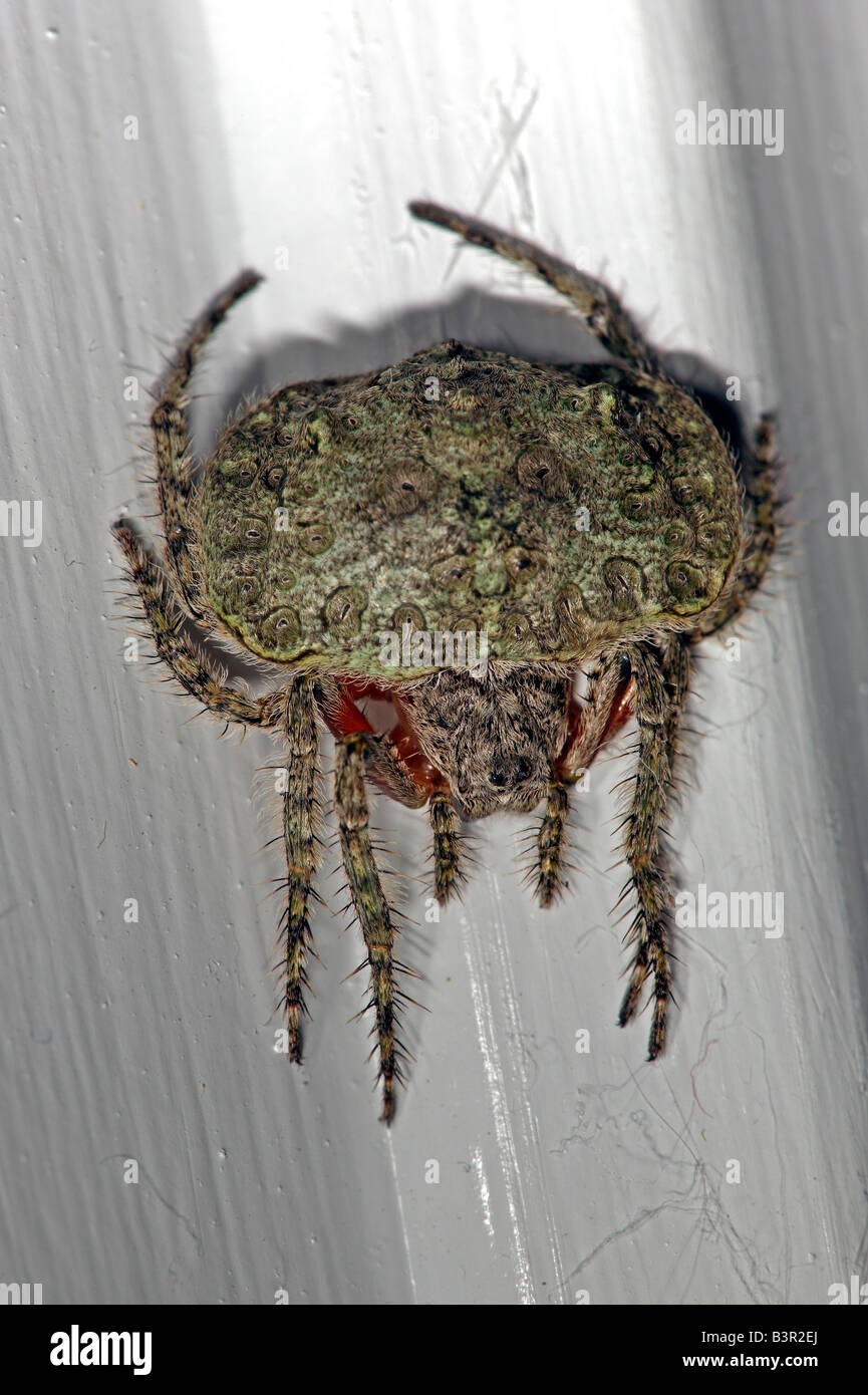 Female Dolophones, known as a wrap-around-spider, against a house wall in Australia Stock Photo