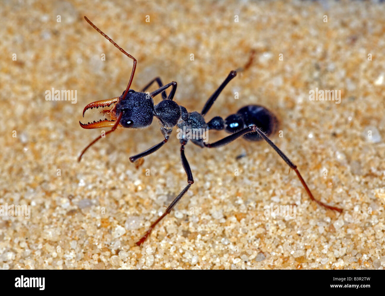 Bulldog ant (genus Myrmecia) or bullant or bull ant, New South Wales, Australia. Stock Photo