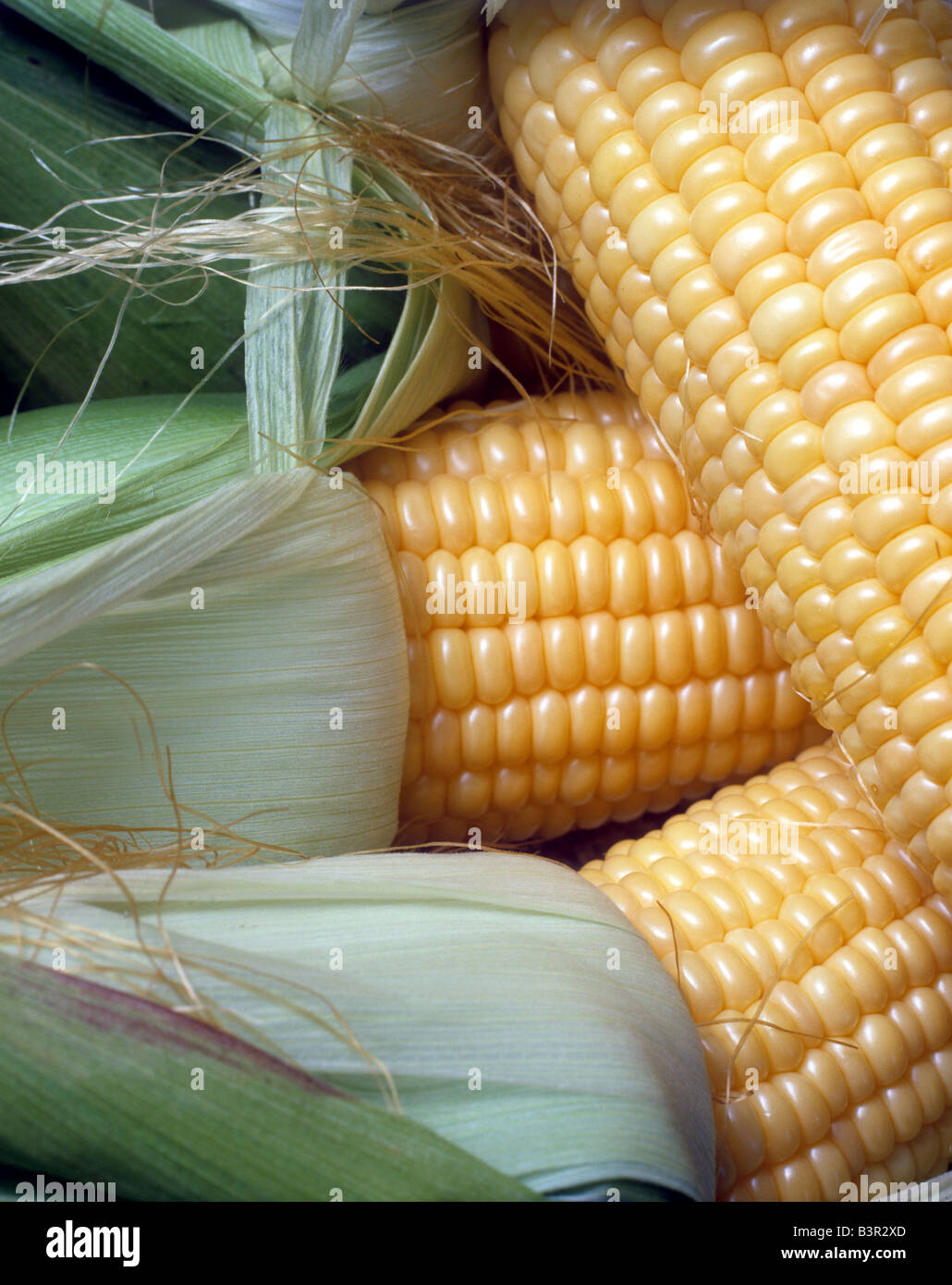 Ears of fresh corn Stock Photo Alamy