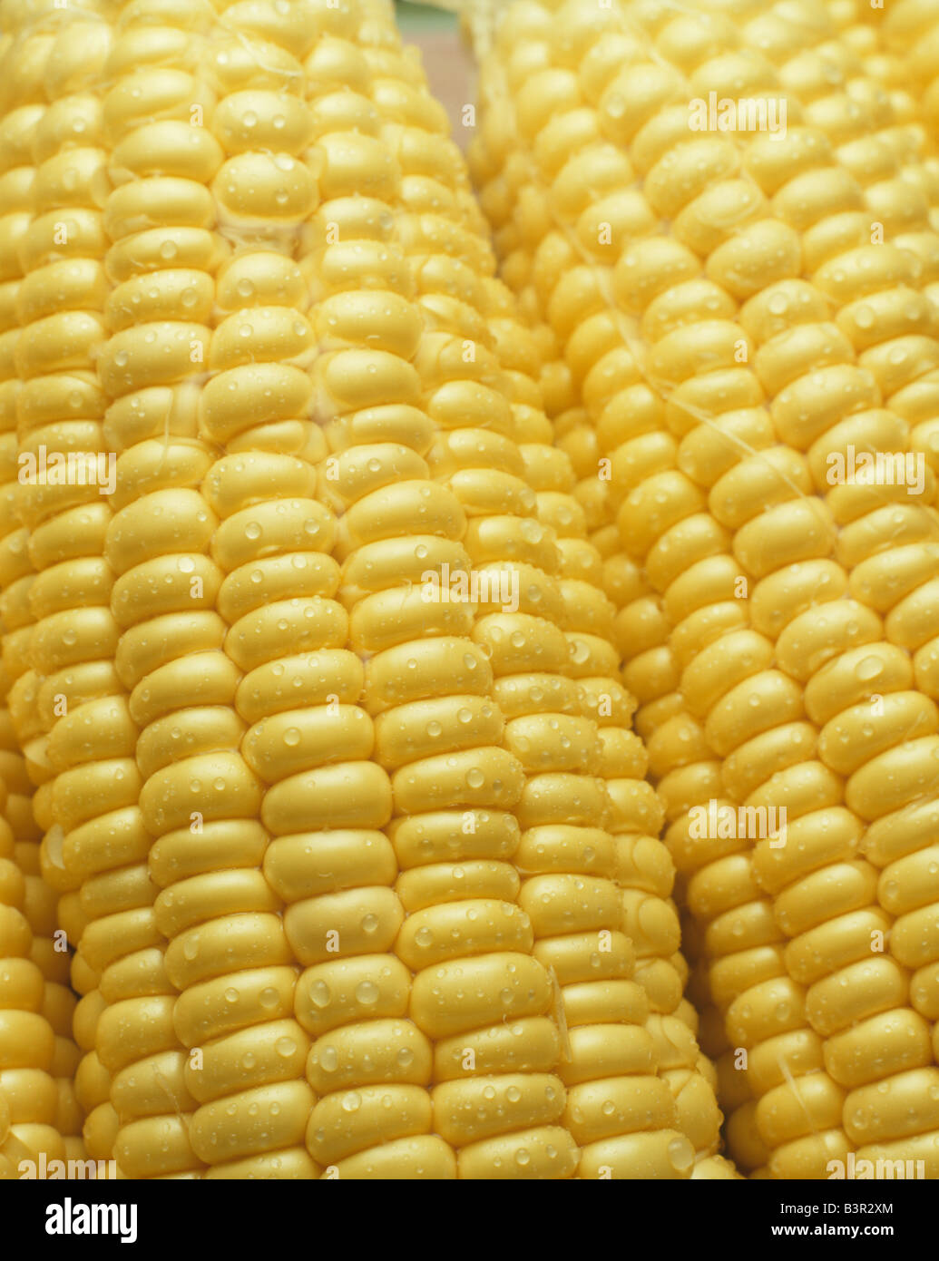 Ears of fresh corn Stock Photo Alamy