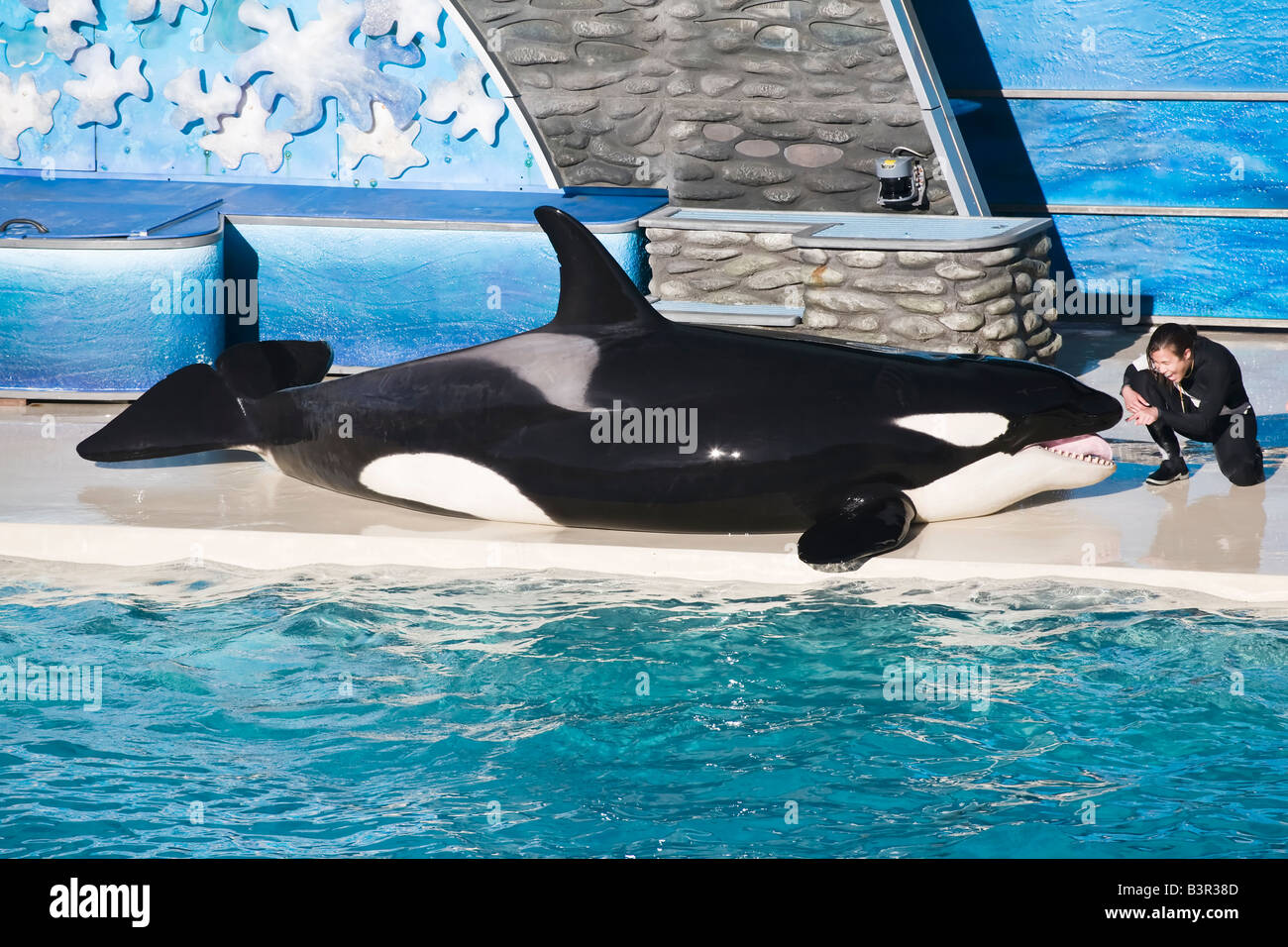 A killer Whale lying clear out of the pool on the side of the aquarium during the show Stock Photo