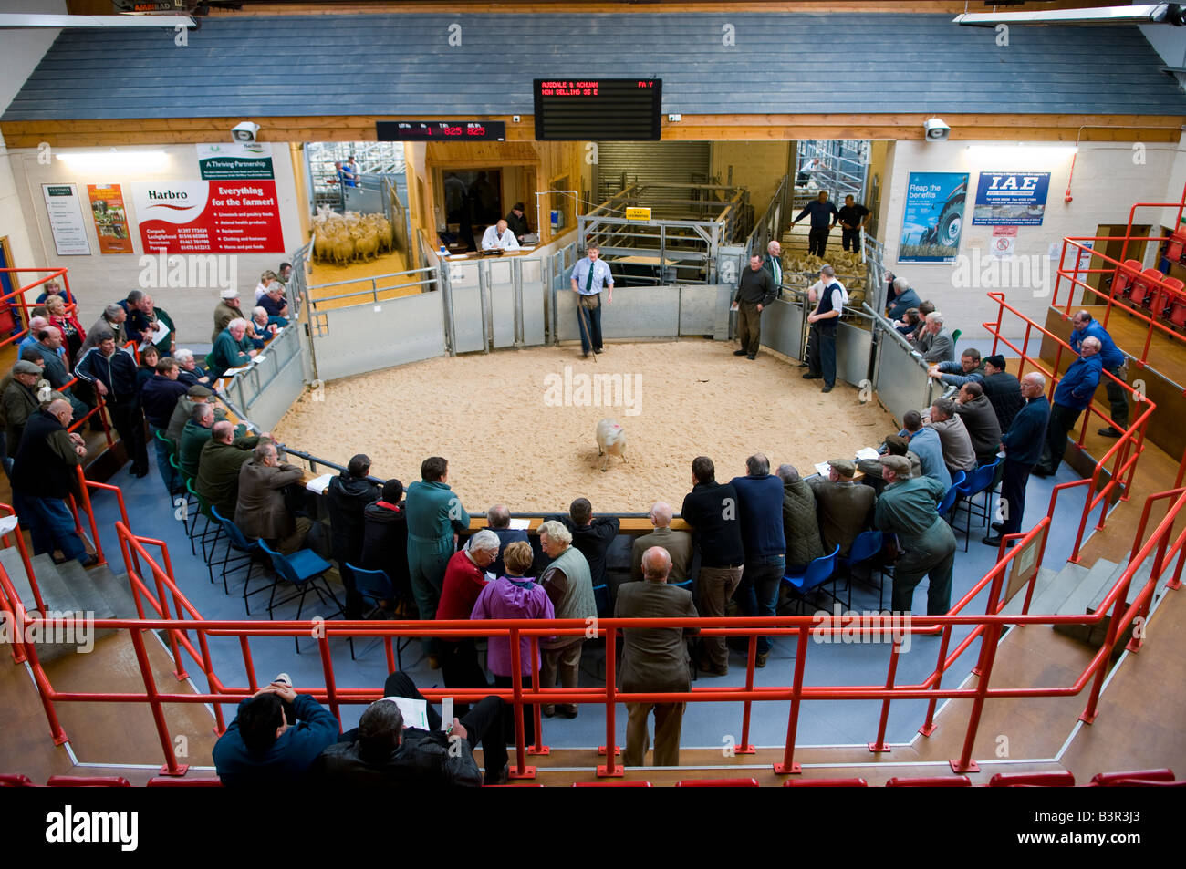 Sale of Cheviot Spring Lambs at Dingwall Mart, Scotland Stock Photo Alamy