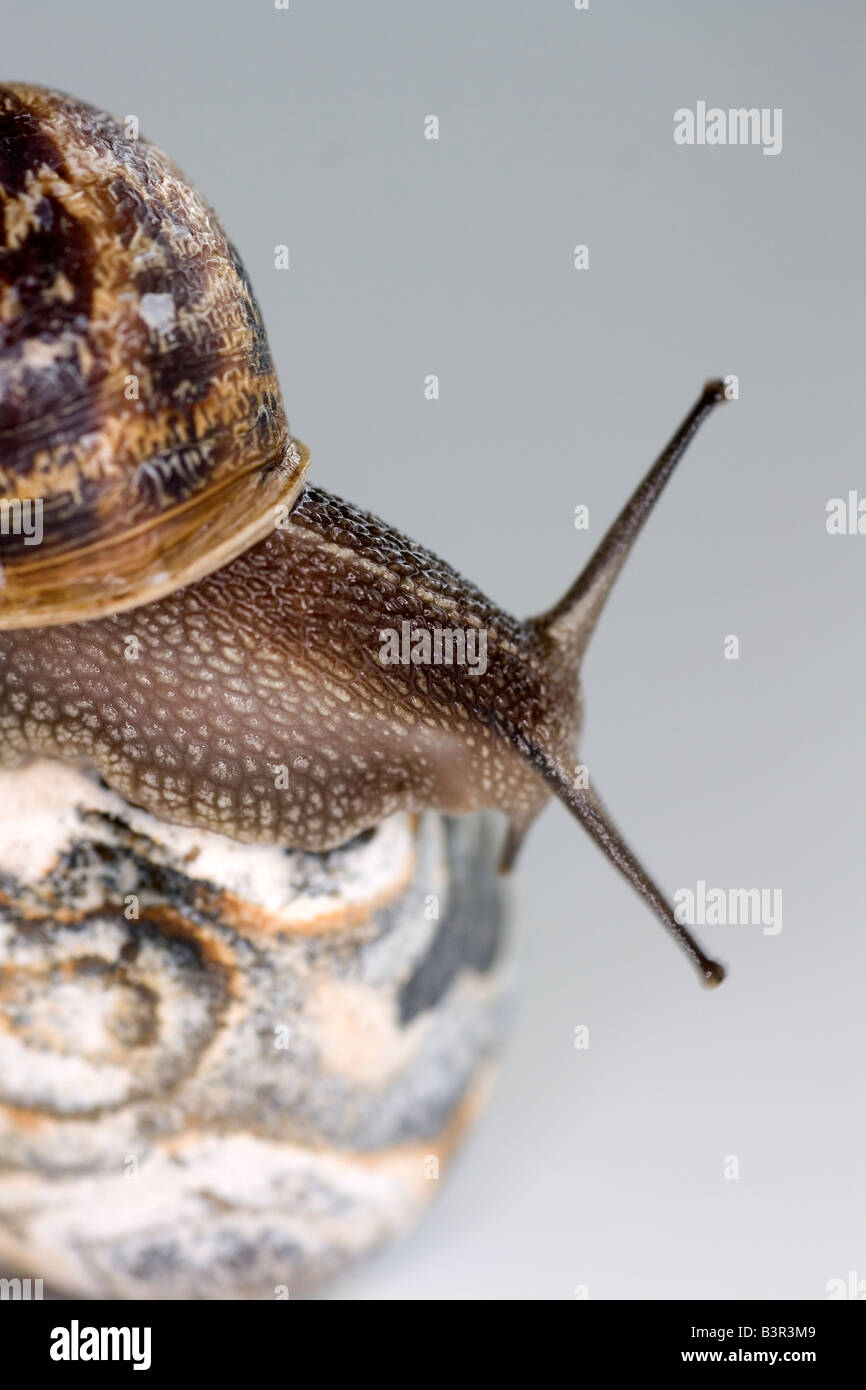 English garden snail hi-res stock photography and images - Alamy