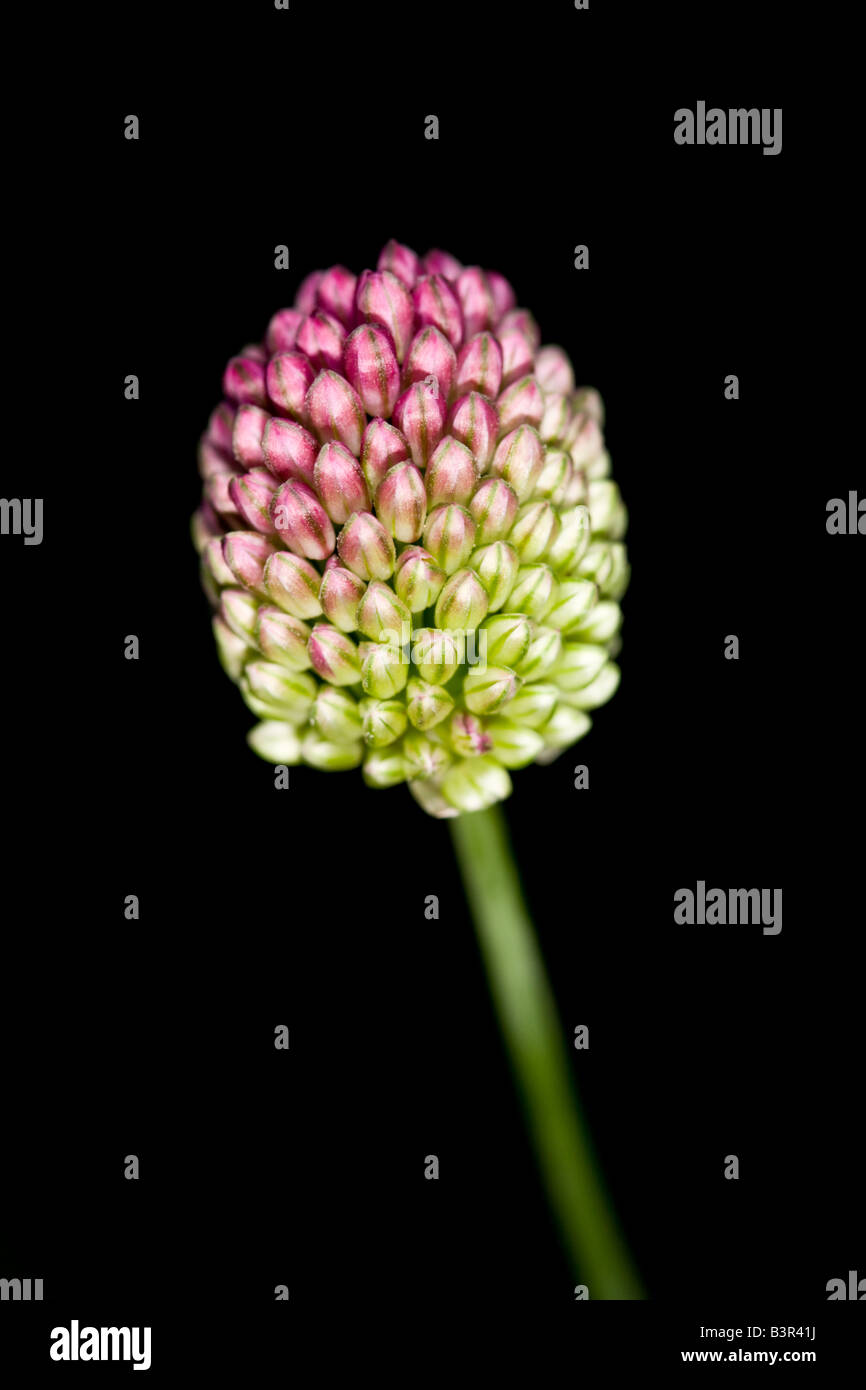Allium sphaerocephalon - Drumstick Allium Stock Photo