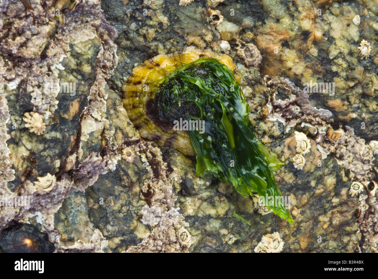 Limpet (Patella vulgaris) with seaweed growing on it shell Stock Photo