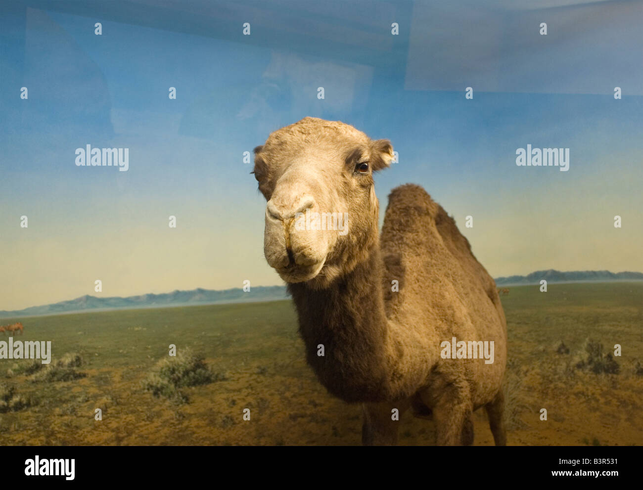 Dromedary One Hump Camel displayed at the Natural History Museum Milan Italy Stock Photo