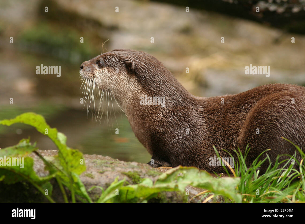 asian short clawed otter Stock Photo