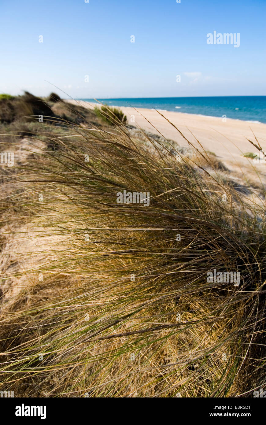 Sand dunes and beach of nature reserve of L Albufera Valencia Spain Stock Photo