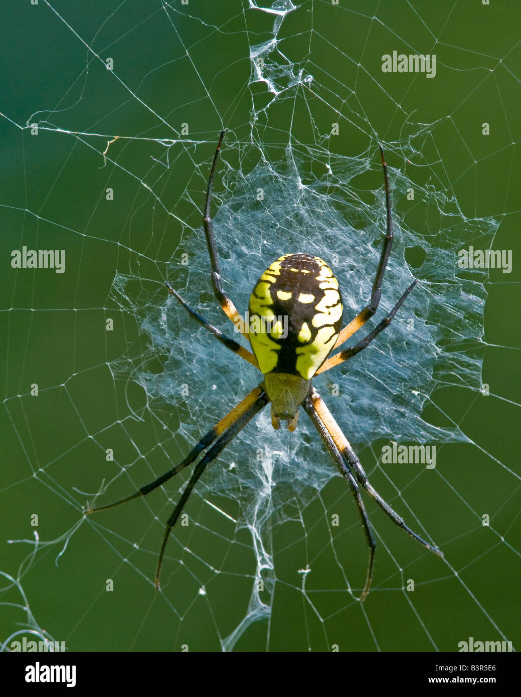 A yellow garden spider waiting in it's web Stock Photo