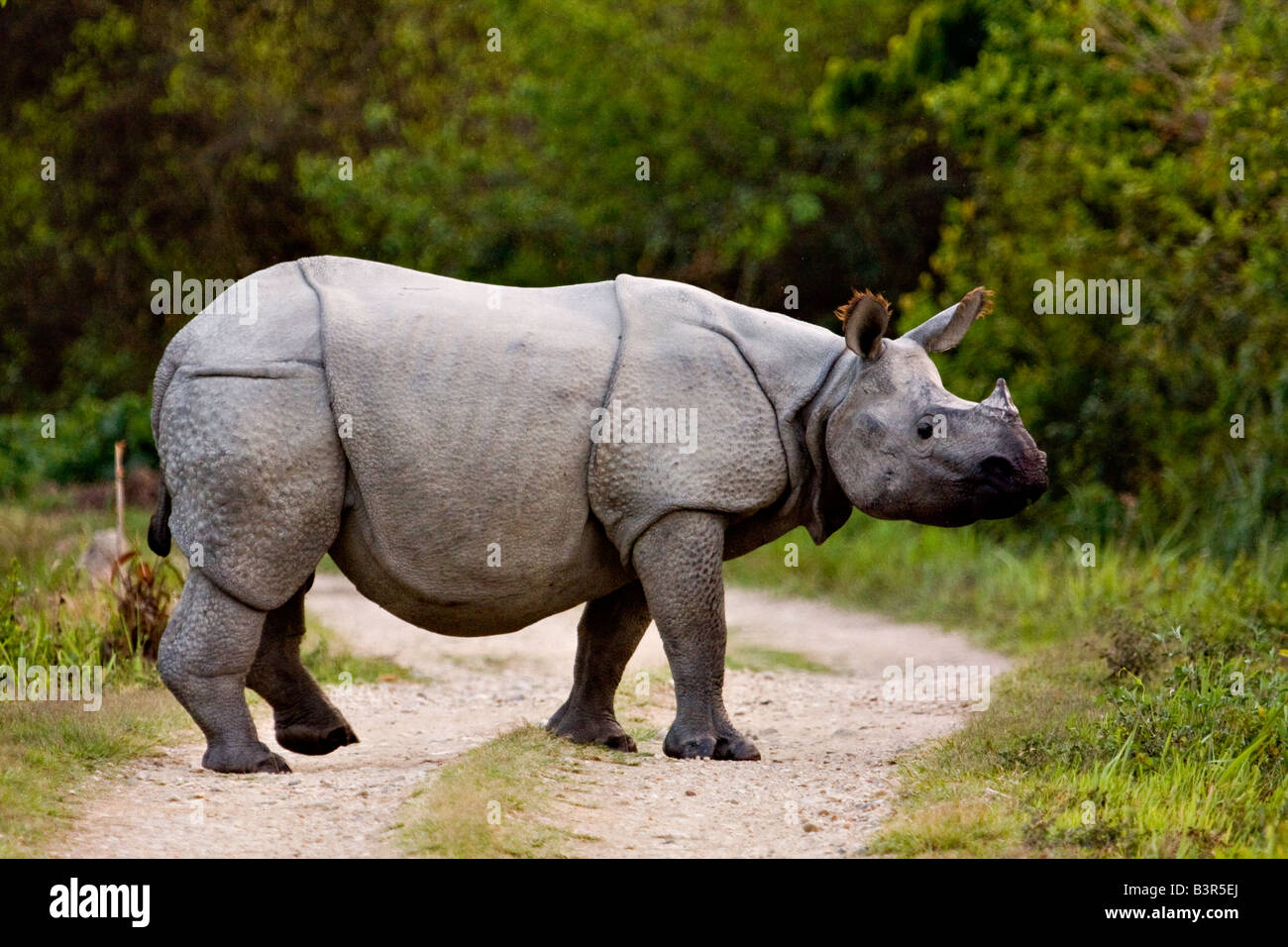 Me! Food asian one horned rhino Food asian one horned rhino consider, that