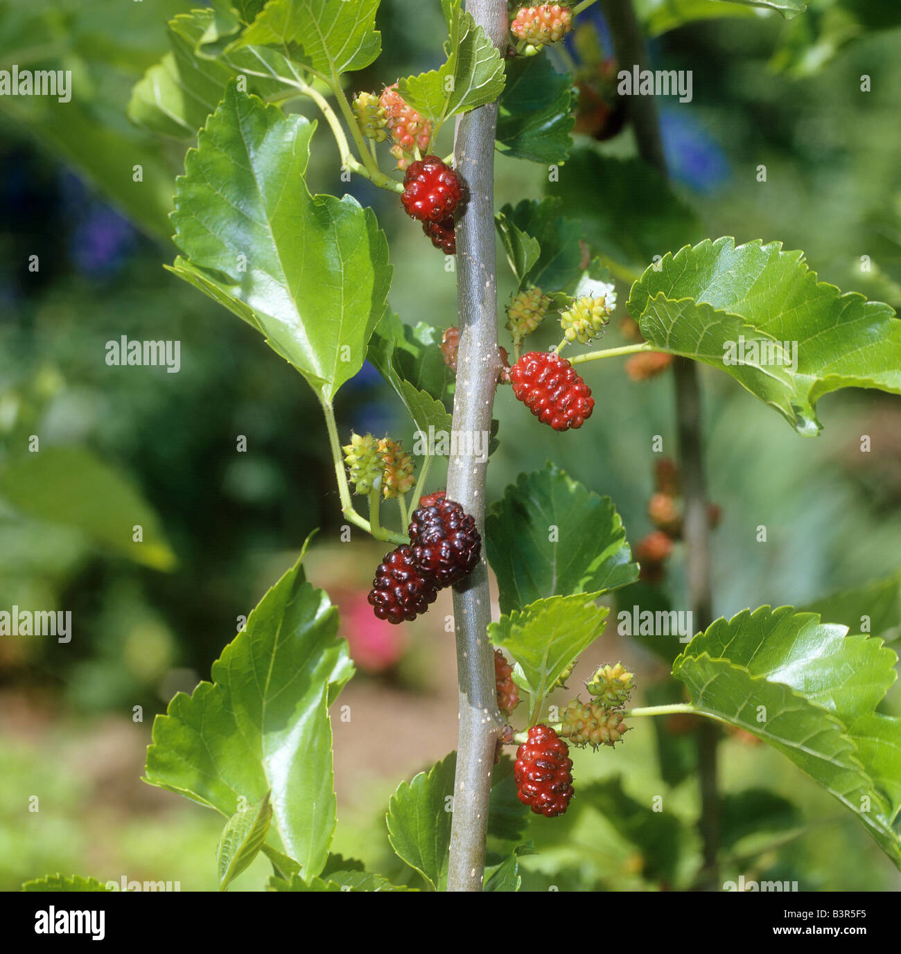 White Mulberry with fruits / Morus alba Pendula Stock Photo