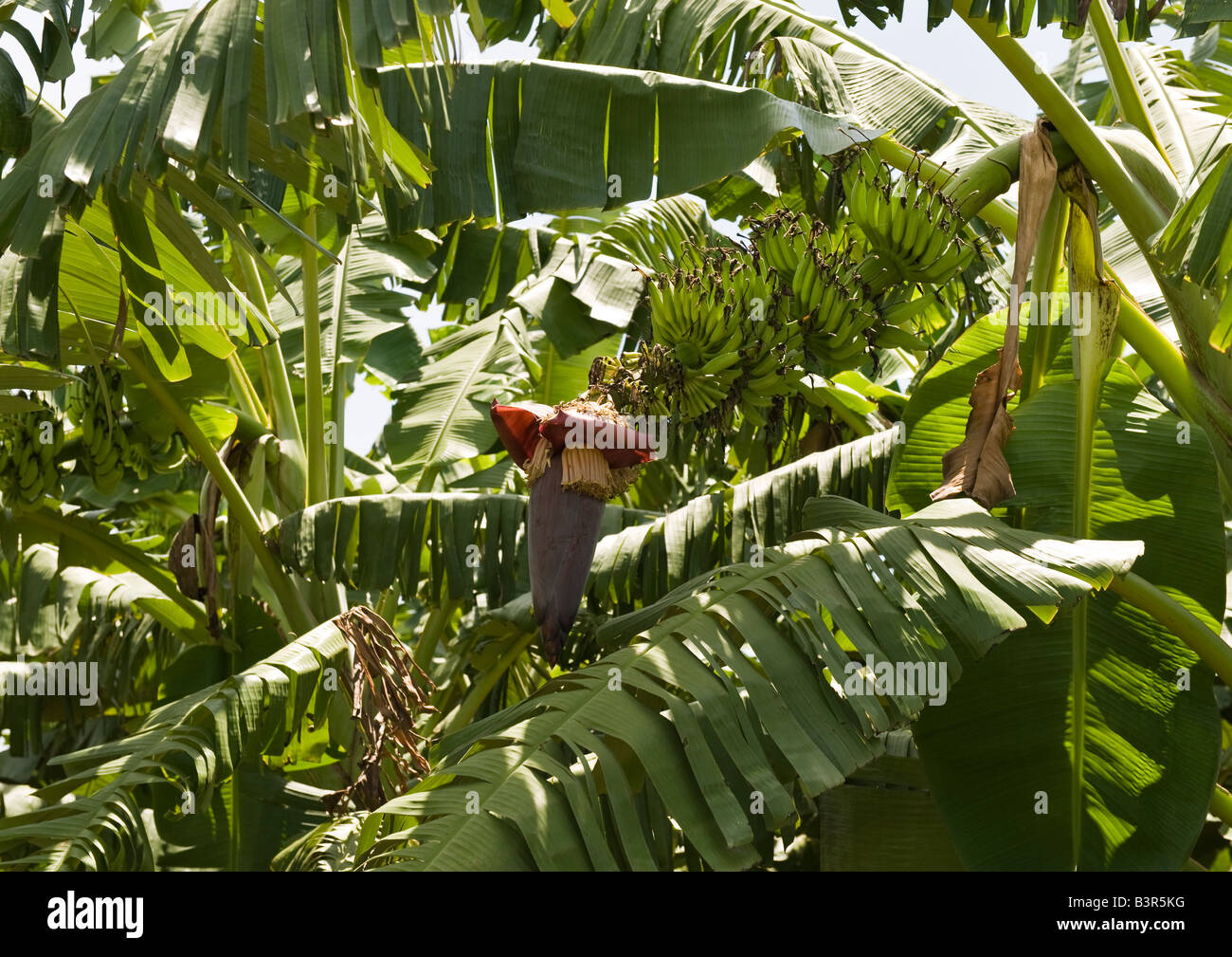 Long and torn banana leaves and hanging clusters of fruits with its attractive banana heart growing on its stem of the tree. Stock Photo