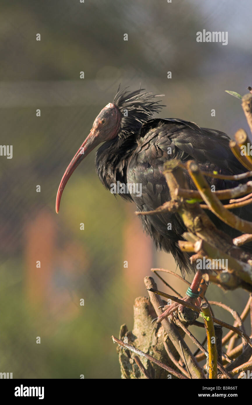 Critically endangered Waldrapp Ibis Stock Photo - Alamy