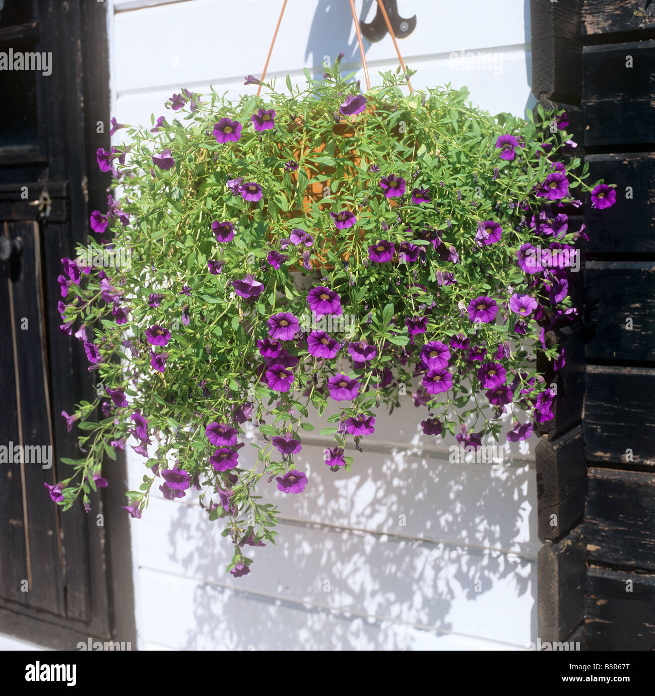 petunias in hanging basket Stock Photo Alamy