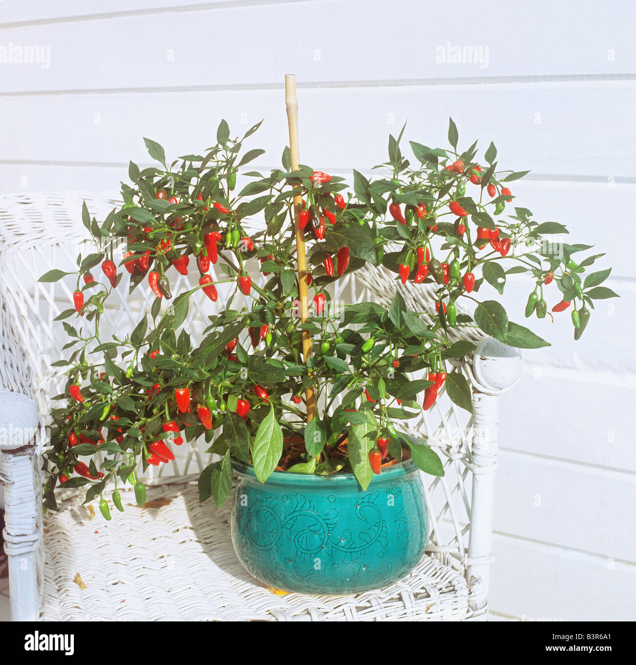 Capsicum annuum in flowerpot / Capsicum annuum Stock Photo