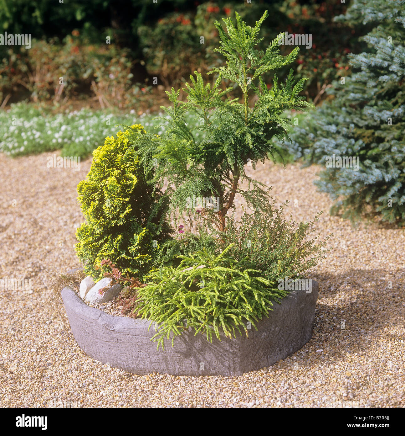 different small conifers in bowl Stock Photo