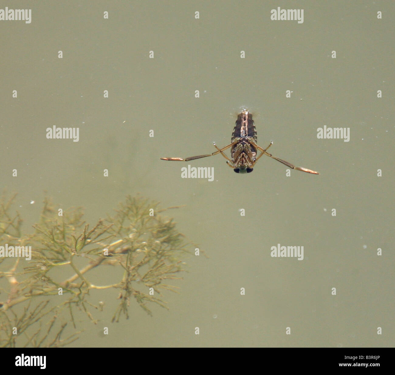 A Great Water Boatman or backswimmer (Notonecta glauca) floating in a pond Stock Photo