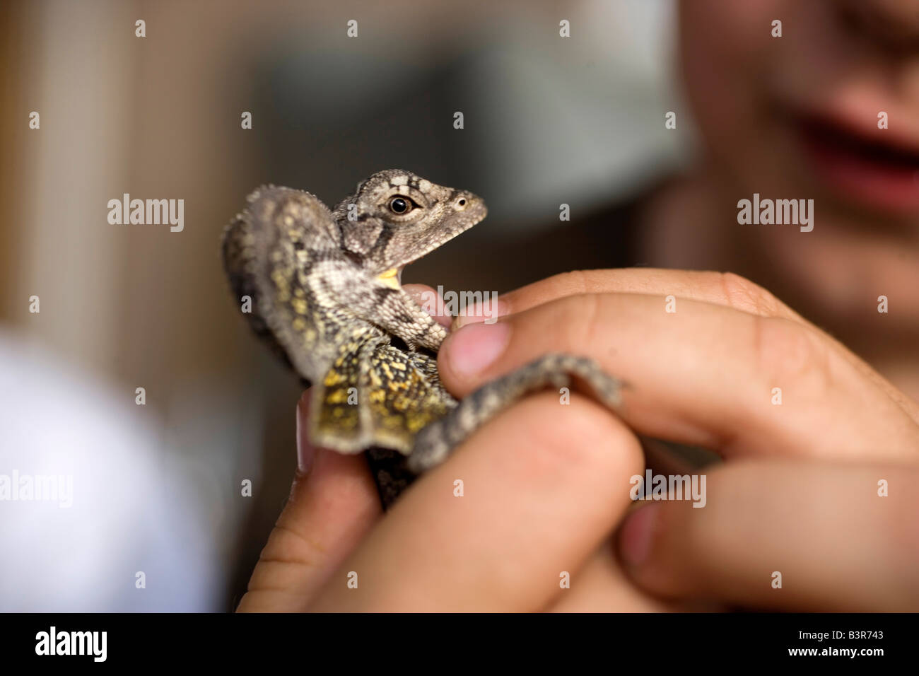 side view of frilled lizard, mouth open Stock Photo