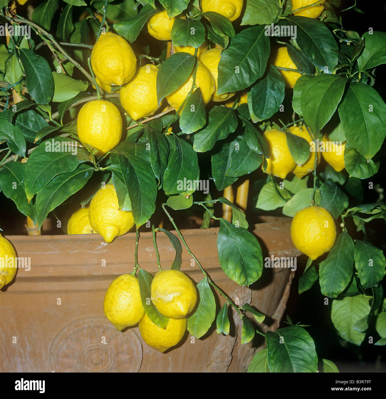 lemon tree in pot Stock Photo