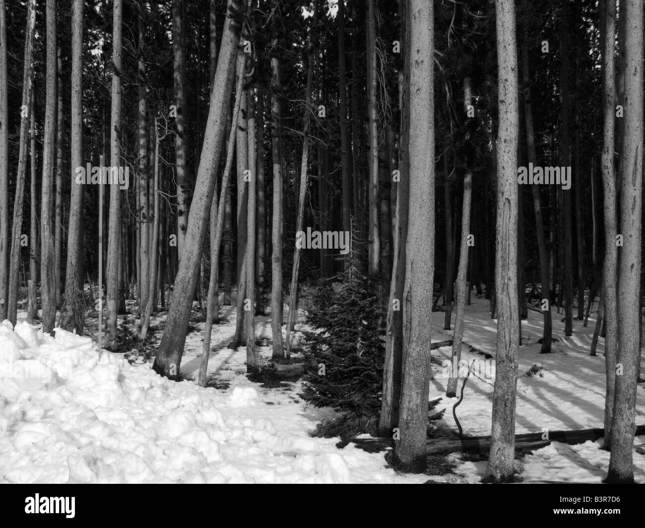 Snow in the forest Stock Photo Alamy