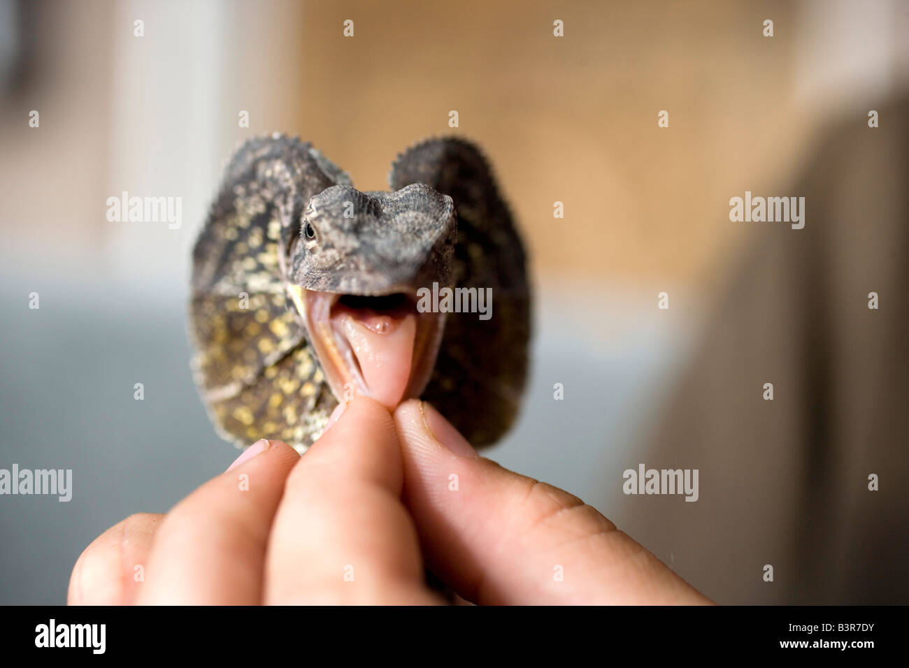view of frilled lizard, mouth open Stock Photo