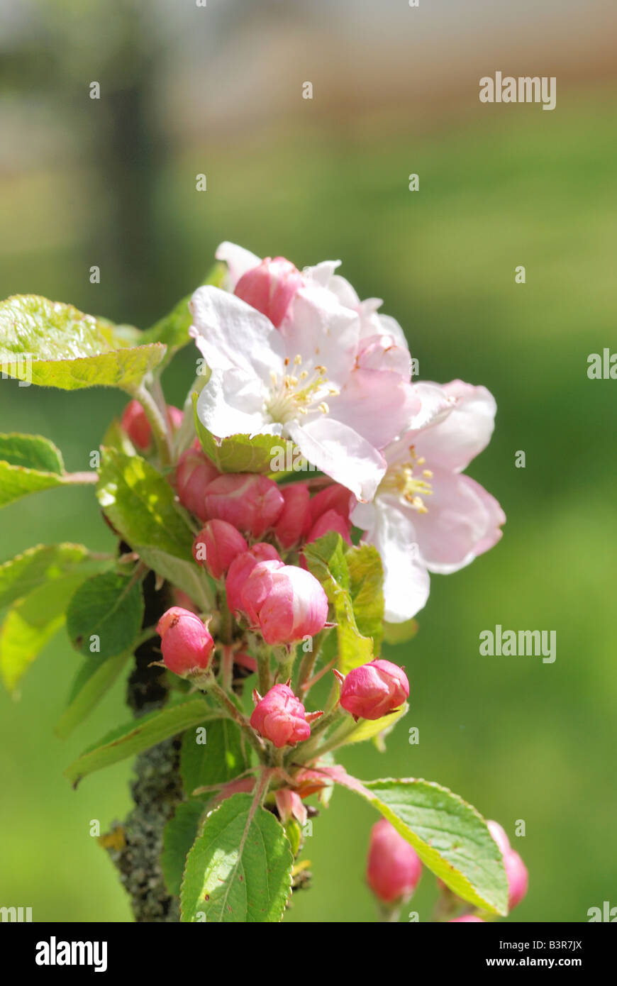 Apple tree Stock Photo