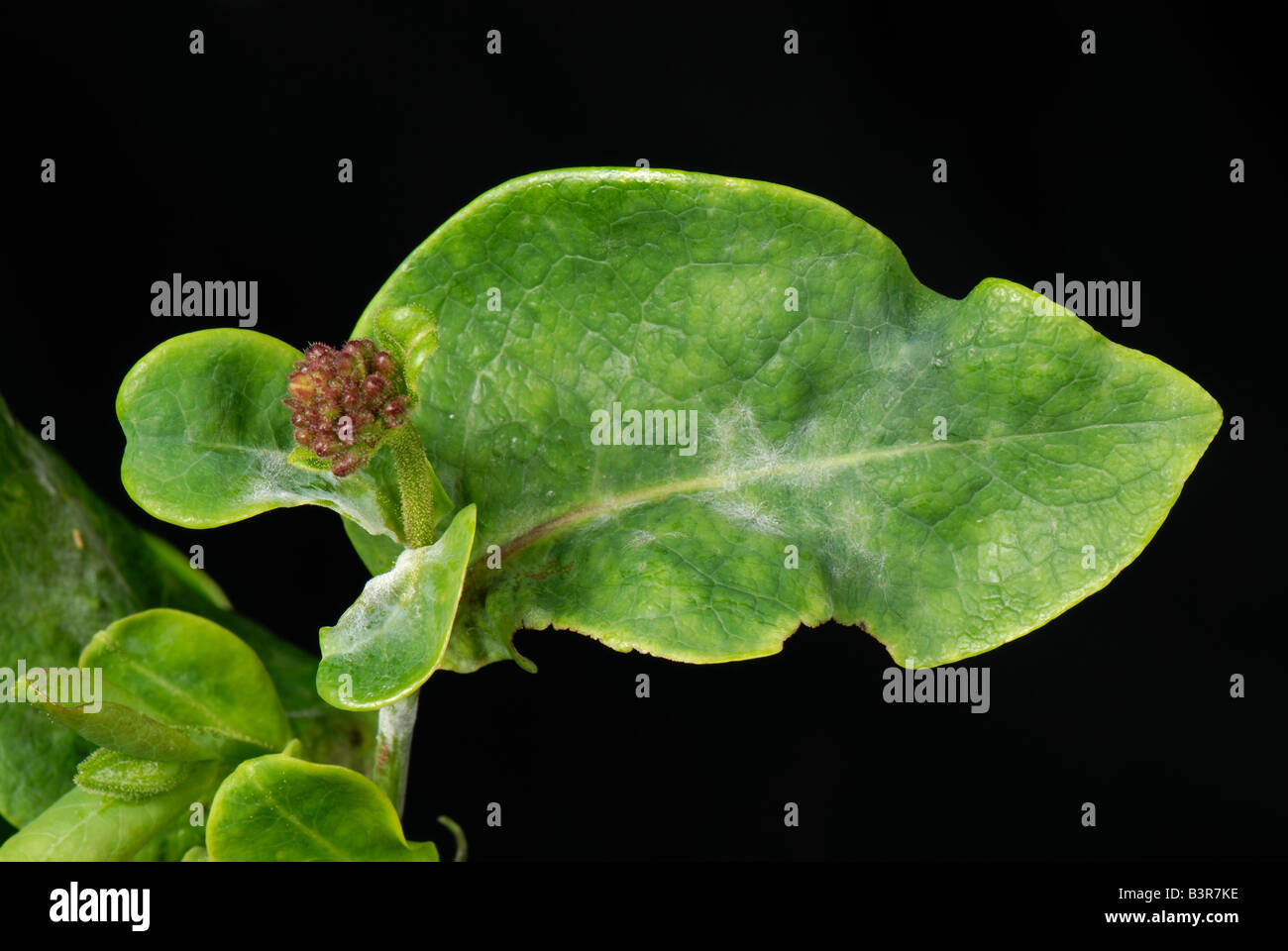 Powdery mildew Erysiphe lonicerae on honeysuckle Lonicera spp leaves Stock Photo