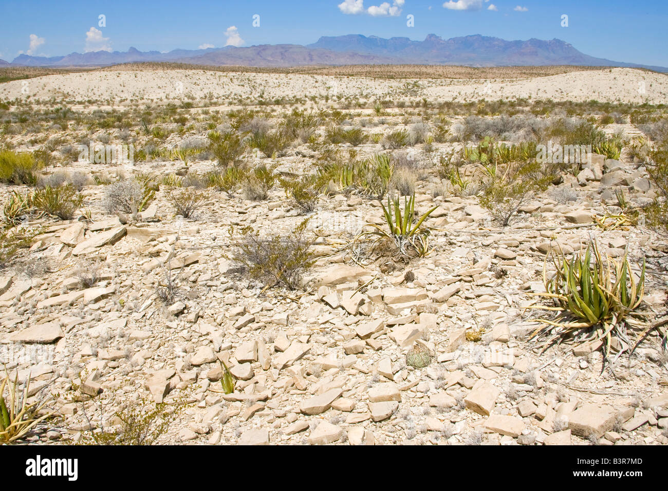 west Texas desert scenery Stock Photo Alamy