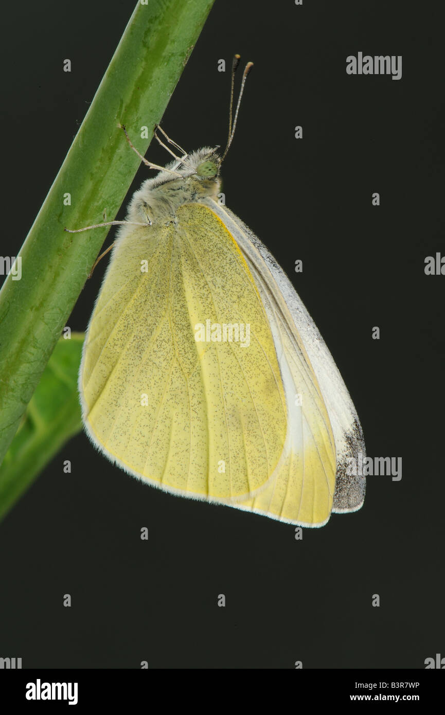 Newly hatched adult large white butterfly Pieris brassicae with wings folded at rest Stock Photo
