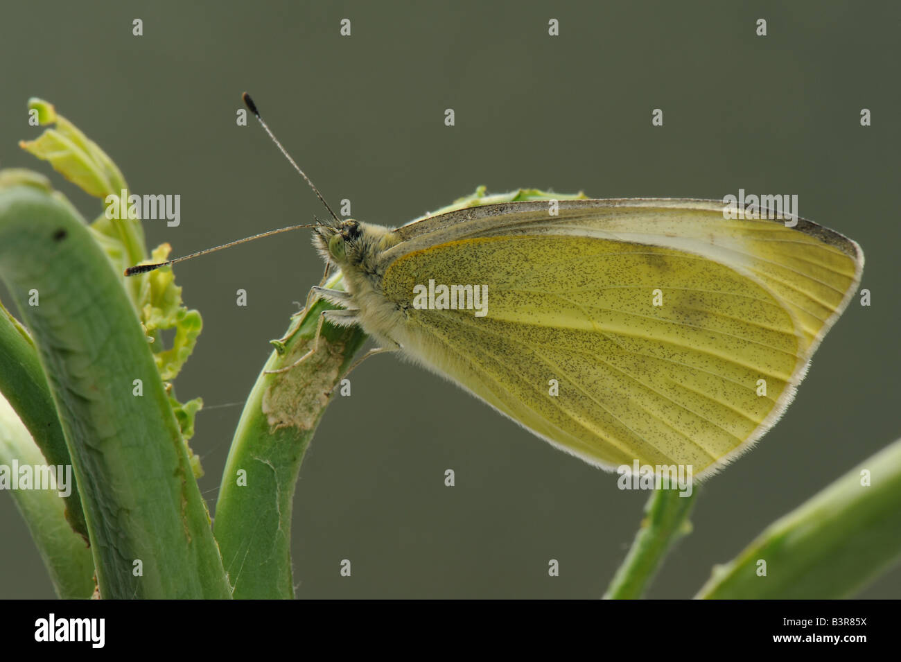 Newly hatched adult large white butterfly Pieris brassicae with wings folded at rest Stock Photo