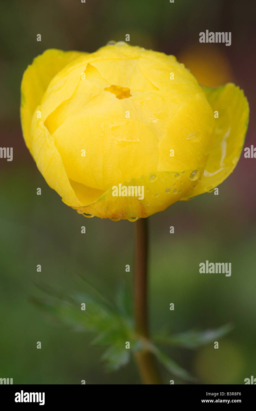globeflower / Trollius europaeus Stock Photo Alamy