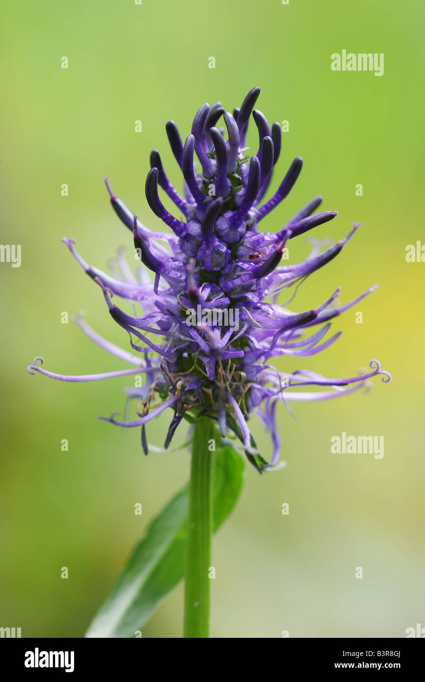 Black Rampion - blossom / Phyteuma nigrum Stock Photo
