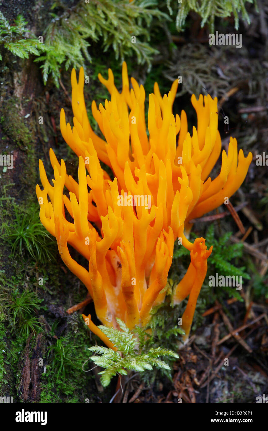 Yellow Staghorn Fungus / Calocera viscosa Stock Photo